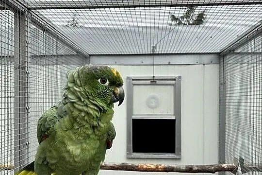 Dorosła para Amazonka mączna farinosa, Wielkopolskie, Koło