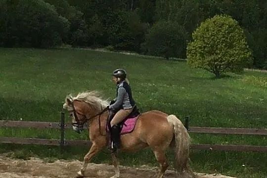 Haflinger wałach 6 lat, Wałbrzych