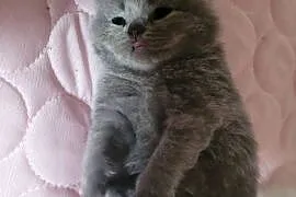 Koty Brytyjskie