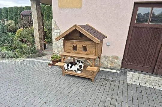 Buda dla kotów