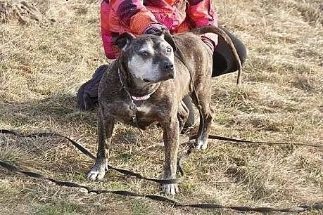 Senior Bafik, skazany na dożywocie w schronisku? U