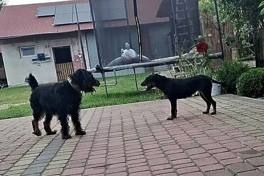 Terier Niemiecki Pies, Lubelskie, Józefów nad Wisłą
