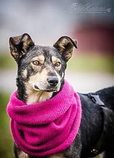 SHILA - cudowna WILCZASTA sunia po operacji nogi