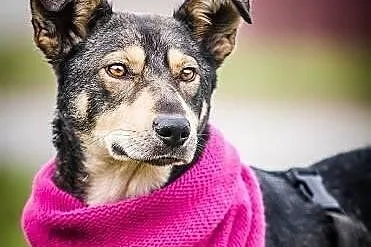 SHILA - cudowna WILCZASTA sunia po operacji nogi