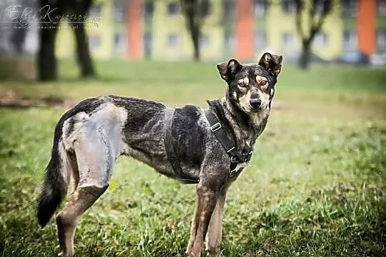 SHILA - cudowna WILCZASTA sunia po operacji nogi