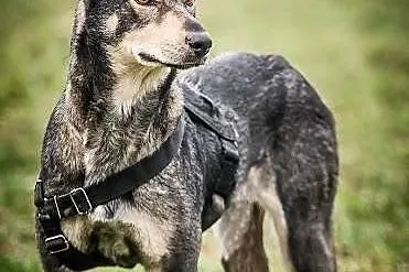 SHILA - cudowna WILCZASTA sunia po operacji nogi
