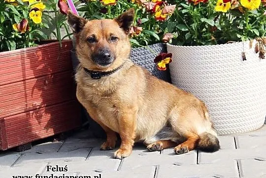 Feluś - uroczy i przyjazny, Mazowieckie, Nowy Dwór Mazowiecki