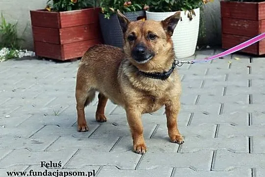 Feluś - uroczy i przyjazny, Mazowieckie, Nowy Dwór Mazowiecki