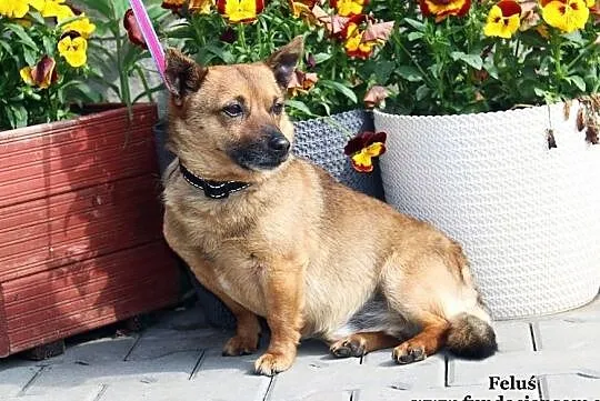 Feluś - uroczy i przyjazny, Mazowieckie, Nowy Dwór Mazowiecki