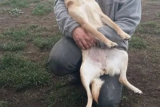 Balbina szuka domu,  śląskie Racibórz