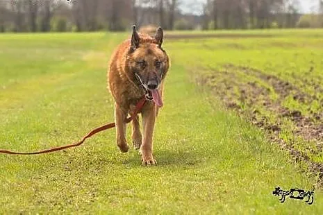 Malina, kontaktowy, rewelacyjny pies OWCZAREK BELG