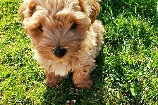 Maltipoo piesek