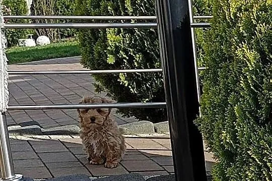Maltipoo piesek, Mazowieckie, Szydłowiec
