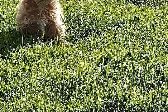 Maltipoo piesek, Mazowieckie, Szydłowiec