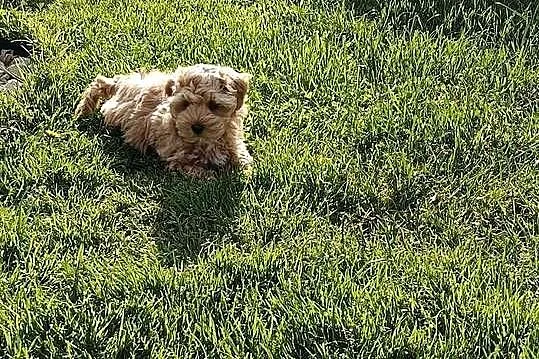Maltipoo piesek, Mazowieckie, Szydłowiec