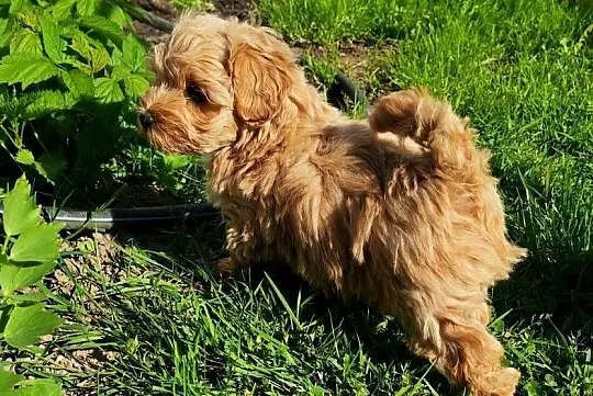 Maltipoo piesek, Mazowieckie, Szydłowiec