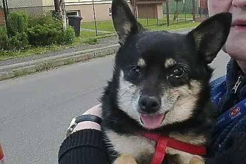 Maleńka Zulka prosi o domek!
