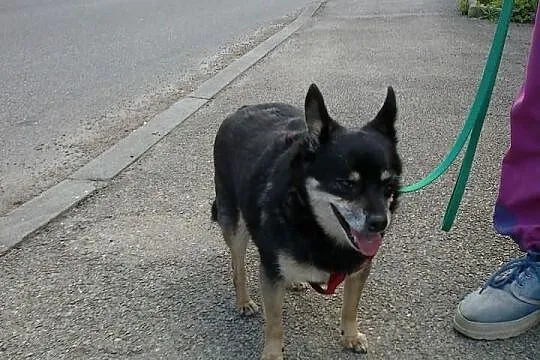 Maleńka Zulka prosi o domek!