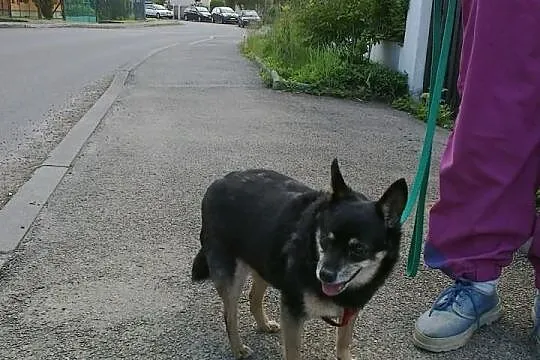 Maleńka Zulka prosi o domek!