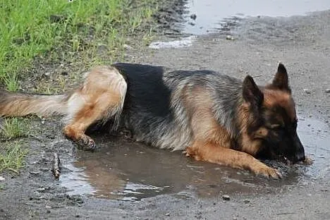Sunia, długowłosy owczarek niemiecki - szuka domu,