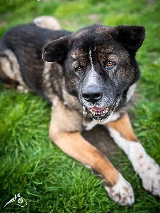 APSIK vel APE poleca się do adopcji, śląskie Kato