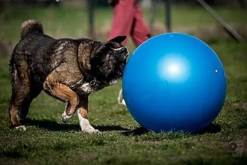 APSIK vel APE poleca się do adopcji,  śląskie Kato