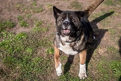 APSIK vel APE poleca się do adopcji,  śląskie Kato