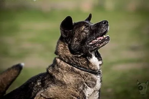 APSIK vel APE poleca się do adopcji,  śląskie Kato