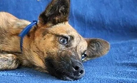 GOPI - piękna, 10 miesięczna kochana i mądra sunia do adopcji, mazowieckie Warszawa, Mazowieckie, Warszawa