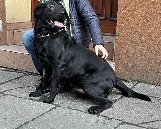 Max-czarny labrador szuka domu, śląskie Gliwice