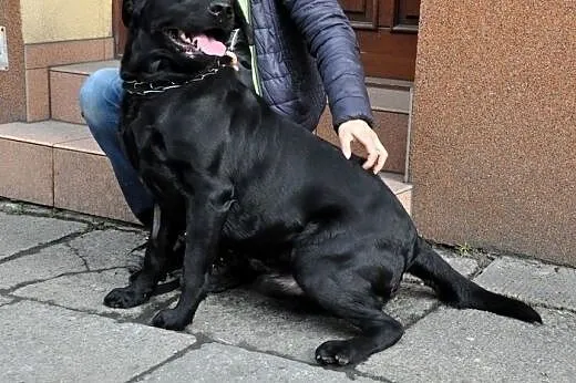 Max-czarny labrador szuka domu,  śląskie Gliwice
