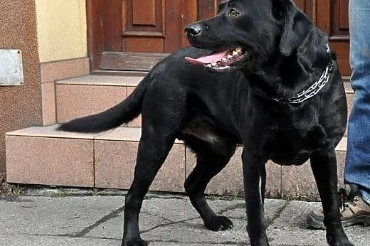 Max-czarny labrador szuka domu,  śląskie Gliwice
