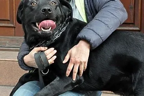 Max-czarny labrador szuka domu,  śląskie Gliwice