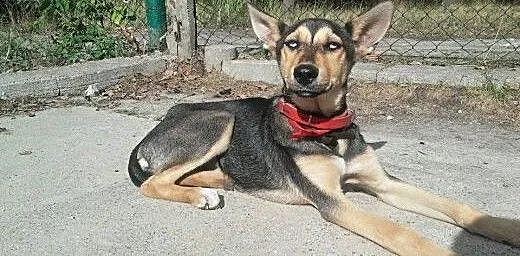 Suczka mix husky 5 miesięczna do adopcji, mazowie