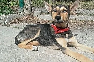 Suczka mix husky 5 miesięczna do adopcji,  mazowie