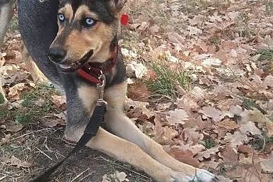 Suczka mix husky 5 miesięczna do adopcji,  mazowie
