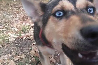 Suczka mix husky 5 miesięczna do adopcji,  mazowie