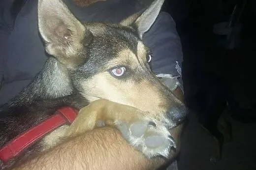 Suczka mix husky 5 miesięczna do adopcji,  mazowie