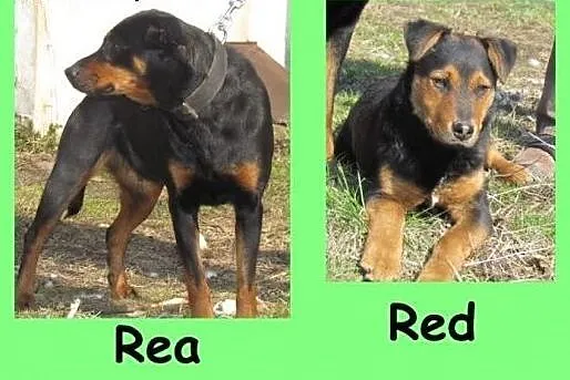 9 mies szczeniak, duży piesek RED,stabilny charakt
