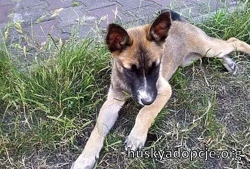 JOHNY- kochany szczeniak mix husky i owczarka do a