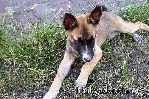 JOHNY- kochany szczeniak mix husky i owczarka do a