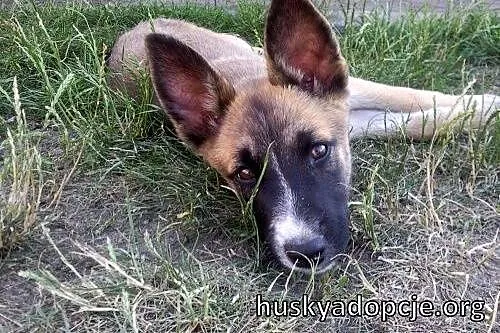 JOHNY- kochany szczeniak mix husky i owczarka do a