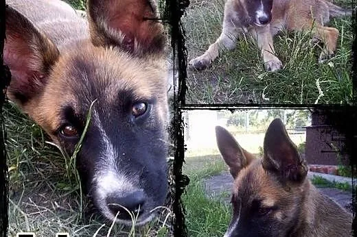 JOHNY- kochany szczeniak mix husky i owczarka do a