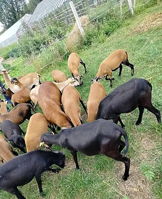 Baranki kameruńskie z maja, Śląskie, Cykarzew Północny