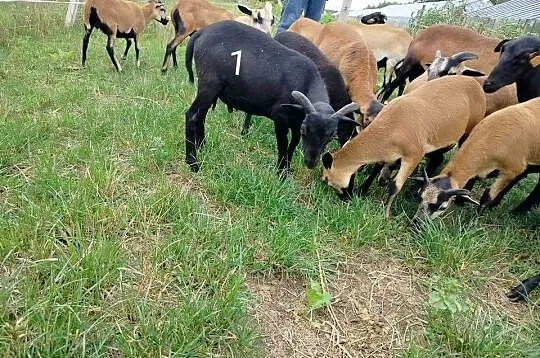 Baranki kameruńskie z maja, Śląskie, Cykarzew Północny