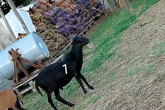 Baranki kameruńskie z maja, Śląskie, Cykarzew Północny