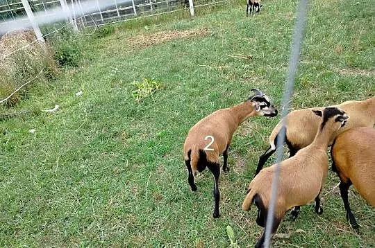 Baranki kameruńskie z maja, Śląskie, Cykarzew Północny
