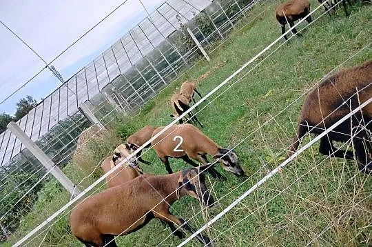 Baranki kameruńskie z maja, Śląskie, Cykarzew Północny