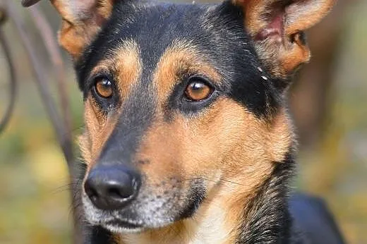 Argan-wierny przyjaciel,  śląskie Sosnowiec