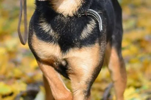 Argan-wierny przyjaciel,  śląskie Sosnowiec